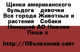 Щенки американского бульдога ( девочки) - Все города Животные и растения » Собаки   . Ненецкий АО,Нижняя Пеша с.